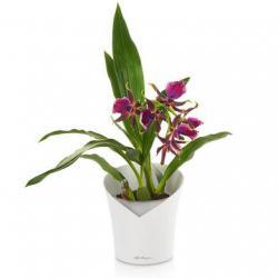 Кашпо LECHUZA ORCHIDEA